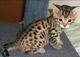Serval y gatos de Bengala disponibles - Foto 1