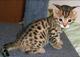 Serval y gatos de bengala disponibles