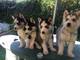 Siberian husky puppies ojos azules listo