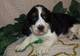 Springer spaniel cachorros para adopcion