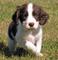 Springer spaniel cachorros , regalo