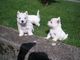 West Highland White Terrier - Foto 1