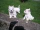 West highland white terrier