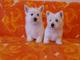 Westie Terrier raza pura - Foto 1