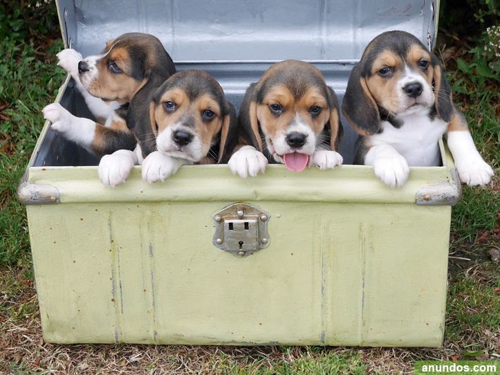 Gratis Kennel Club Registered Beagle Puppies Adra