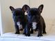 6 cheque completo de salud veterinario Bulldog Francés cachorros - Foto 1