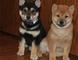 Adorable casa criados Shiba Inu cachorros - Foto 1