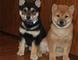 Adorable casa criados shiba inu cachorros