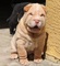 Adorable shar pei cachorros disponibles - Foto 1