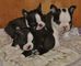 Agradable y niza boston terrier cachorros