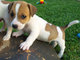 Akc jack russell cachorros listo