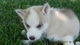 AKC perrito de Siberian Husky - Foto 1