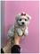 Bichon maltese miny toy adorables