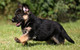 Cachorros de pastor alemán de calidad para adopción