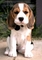 CKC beagle cachorros disponible - Foto 1