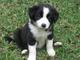 CKC Border collie cachorros disponible - Foto 1