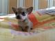 CKC Chihuahua cachorros disponible - Foto 1