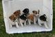Ckc jack russell cachorros listo