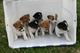 CKC Jack russell cachorros listo - Foto 1