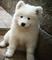 Ckc samoyedo cachorros listo