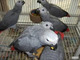 Congo Loro gris africano por 150 euros - Foto 1