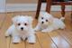 Dos cachorros maltes de taza de té necesitan una nueva familia - Foto 1
