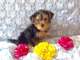 Encantadora sana macho y hembra Teacup Yorkie cachorros - Foto 1