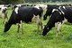 Ganado lechero, ovejas y cabras para la venta