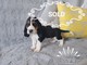 Grati Hermosos cachorros Basset Hound gratis autoguiado hacia el - Foto 1