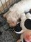 Gratis 5 cachorros Maltés adorables. para la adopción - Foto 1