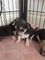Gratis Adorable Chihuahua Pomerania para adopción - Foto 1