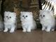 Gratis adorable persa gatito
