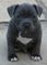 Gratis akc staffordshire bull terrier cachorros listo