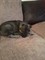 Gratis Akita semental perro listo ahora gratis adopción - Foto 1