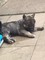 Gratis Akita semental perro listo ahora gratis adopción - Foto 2