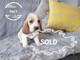 Gratis basset hound cachorros chicos y chicas avalible para la ad