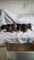 Gratis Beagle Pups Kc Registered Swansea, Swansea - Foto 1