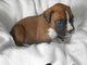 Gratis boxer cachorros disponible