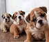 Gratis cachorros bulldog inglés disponibles