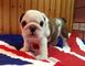 Gratis Cachorros ingleses de alta calidad para adopción - Foto 1