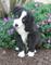 Gratis ckc border collie cachorros listo