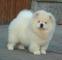 Gratis CKC Chow Chow cachorros listo - Foto 1