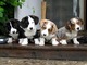 Gratis CKC Corgi galés corbata cachorros - Foto 1