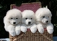Gratis CKC Samoyedo cachorros listo - Foto 1
