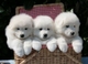 Gratis ckc samoyedo cachorros listo