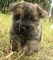 Gratis CKC Terrier mojon cachorros - Foto 1