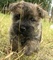 Gratis ckc terrier mojon cachorros