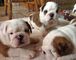 Gratis crufts calificado rojo y blanco huu claro bulldog para la