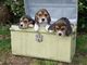 Gratis Dos Beagles para su adopción libre - Foto 2