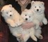 Gratis encantadores samoyedo cachorros - Foto 1